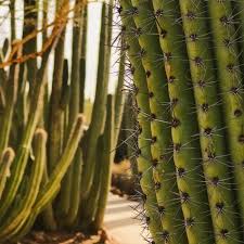 You will have direct access to metropolitan phoenix's premier retail, dining and entertainment just minutes from your door! The 140 Acre Desert Botanical Garden In Arizona Is A Beautiful Sight To Behold Desert Botanical Garden Botanical Gardens Az Botanical Gardens
