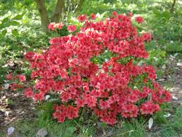 File Rhododendron Viscosum Jpg Wikimedia Commons