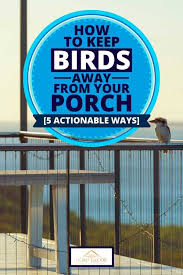 How not to keep birds away. How To Keep Birds Away From Your Porch 5 Actionable Ways Home Decor Bliss