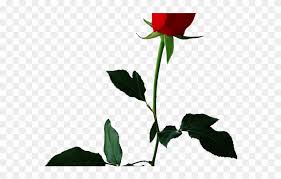 Maybe you would like to learn more about one of these? White Rose Clipart Valentine Single Rose Rose Flower Transparent Background Png Download 3274631 Pinclipart