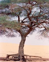 Image result for Cordyla