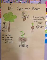 Research Focus Life Cycle Of A Plant Life Cycles