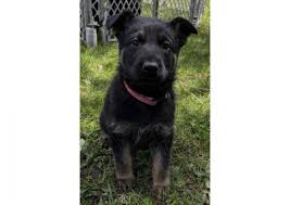 Don't worry, partners in the uptown breeder network are total professionals, and can easily arrange travel for your michigan german shepherd puppies to your nearest major airport. Dqu18vopktkddm