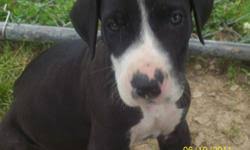 1701 polkville rd shelby, nc 28150 ph: Great Dane Puppies Price 600 1000 For Sale In Corapeake North Carolina Best Pets Online