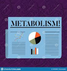 Text Sign Showing Metabolism Conceptual Photo Chemical