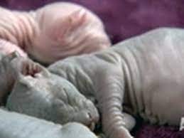 Newborn Sphynx Kittens Too Cute Youtube