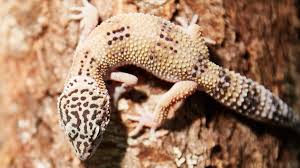 This cool lizard boasts a colorful neck pouch and is a great choice for novice reptile pet parents. Choosing The Best Pet Lizard 3 Types Of Geckos