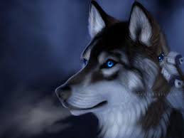 They would be some sort of crossbreed with dogs. Blue Wolf Eyes Wallpapers Hd Wallpaper Cave