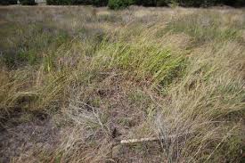 Check spelling or type a new query. Eradicating Johnson Grass In Field