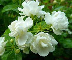 Bunga yang dikenal juga dengan nama jasmine ini tercatat begitu. 100 Gambar Bunga Berbagai Jenis Yang Indah Cantik Mahal Dan Langka Kozio Com