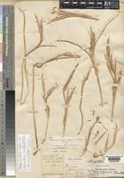 Image result for Moraea simulans