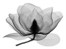 Southern Magnolia 3 A Lovely Photograph By Artist Don Dudenbostal Done With An Xray Method 985 Art Fineart Galle Xray Flower Xray Art Framed Floral Prints