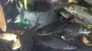 Www.rawar iskanci yanmata a makaranta : Lampam Jawa Besar Saiz 2 Kg Harga Ahmad Kelah Centre