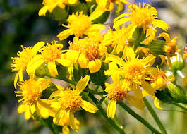 Image result for Senecio sp.no.3