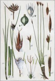 Image result for Schoenus