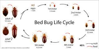 Bed bug infestations usually occur around or near the areas where people sleep. How To Know If My Bedbugs Are Gone Quora