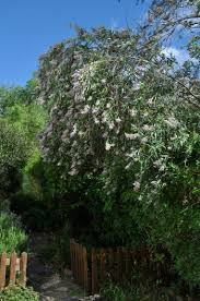 Image result for Buddleja salviifolia