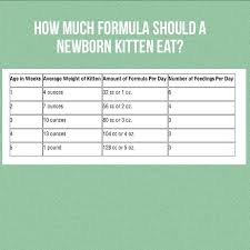 question how much formula should a newborn kitten eat