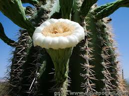 Image result for Cactaceae