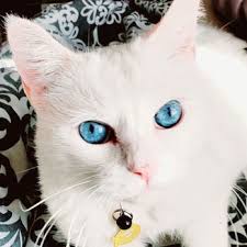 What happens when you buy a tax lien? Northeast Animal Hospital 17 Photos 27 Reviews Emergency Pet Hospital 4805 E Lake Mead Blvd Las Vegas Nv Phone Number