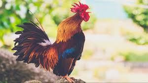 The rooster might be tone deaf, but his crowing is muted by the sounds of the daily operations of your new business. How To Stop A Rooster From Crowing