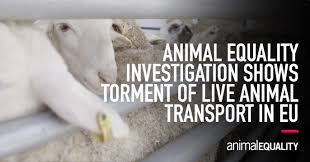 Royal paws® pet transportation is an exclusive pet ground transport company providing private door to door transportation for dogs and puppies everywhere throughout the u.s. Investigation Animal Equality Shows Torment Of Eu Animals Shipped For Slaughter Animal Equality International Animal Protection Organization