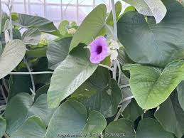 Image result for Argyreia nervosa