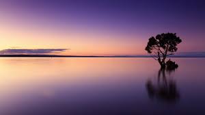 Looking for the best 4k landscape wallpaper? Get Hd Walls On Twitter Tree In The Sea 4k Wallpaper Download This Wallpaper In Your Resolution Https T Co Uvapx7avje Nature Hd Wallpaper Images Android Iphone Https T Co Ms8pffdz49