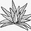 Lidah buaya atau dalam nama latinnya 'aloe vera' ini memiliki banyak manfaat yang di antaranya dapat dijadikan alternatif obat mag, penyembuh luka, luka bakar, herpes (dompo), ketombe, dan sebagainya. Https Encrypted Tbn0 Gstatic Com Images Q Tbn And9gcq1y 4oddue1yrgupjmil 2edko5uyv1ngrptzljoa Usqp Cau