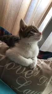Pin Di Kucing