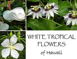Most gift shops in hilo accepts both cash and major credit cards. Planting A Garden With White Tropical Flowers Dengarden