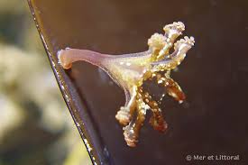 Image result for Carvalhoa campanulata