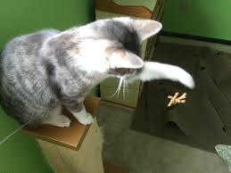 The Cat Dancer is the Perfect Wand Toy for Many Cats - Patience for Cats