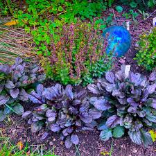 Image result for Ajuga