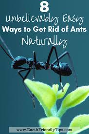 Will sprinkling borax kill ants. How To Get Rid Of Ants Naturally Earth Friendly Tips