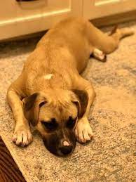Find animal shelters & rescues near charlotte/nc. Pets For Adoption At South Charlotte Dog Rescue In Waxhaw Nc Petfinder