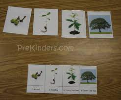 Tree Leaf Science Activities Tree Life Cycle For Preschool Pre K Tree Life Cycle Life Cycles Tree Study