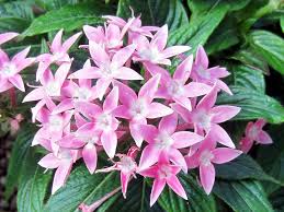 Maybe you would like to learn more about one of these? Egyptian Starcluster Pentas Lanceolata Flower Database