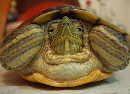 Although turtles require lots of care, a proper diet, and exercise, they are a rewarding pet to have and care for. How Long Do Pet Turtles Live Petmd