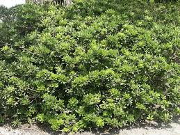 Dwarf pittosporum is subject to attacks by cochineal and aphids. Pittosporum Tobira Austrian Laurel Japanese Pittosporum Mockorange Mock Orange Pittosporum North Carolina Extension Gardener Plant Toolbox