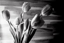 Bianco e nero foto e immagini. Sfondo Fiore Di Tulp Bianco E Nero Con Sfondo Texture In Legno 2216247 Foto D Archivio