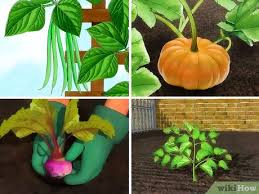 Maybe you would like to learn more about one of these? How To Create A Vegetable Garden 11 Steps With Pictures