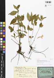 Image result for Antherotoma tenuis