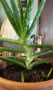 The ancient egyptian medicine plant aloe vera hand book author: Is Aloe Supposed To Grow Like This Gardening Landscaping Stack Exchange