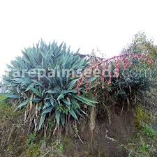 Image result for Beschorneria yuccoides