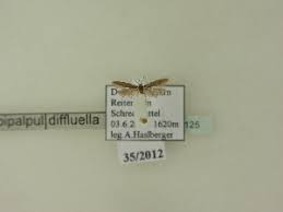 Image result for Scrobipalpula diffluella