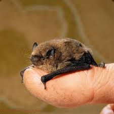 Pipistrelle Bat Baby Copyright By Warren Photographic Bat Animal Bat Species Cute Bat