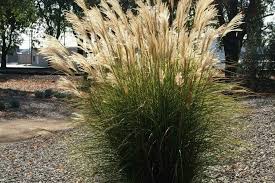 Image result for Miscanthus