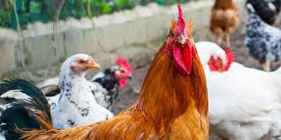 That's the topic of today's vide. How To Bathe A Chicken For Mites Lice And Other Pests The Hip Chick