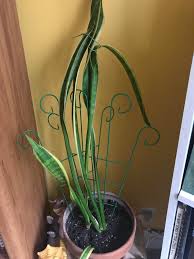 If your snake plant has droopy leaves. Snake Plant Has Been Droopy For Months Details In Comments Plantclinic